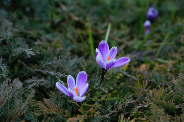 Close-up of large purple striped blooming crocuses with orange stamens in the garden