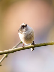 Long-tailed tit (Aegithalos caudatus) in the UK