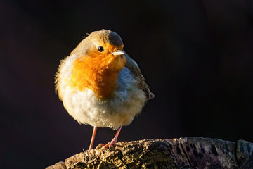 European Robin (Erithacus rubecula) portrait, perched on a tree stump in early morning spring light, taken in London, England