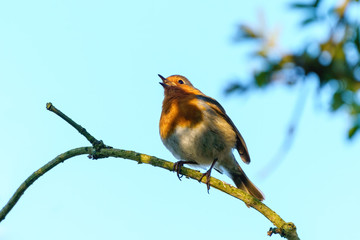Fototapeta premium European Robin (Erithacus rubecula) in partial shade singing, taken in West London