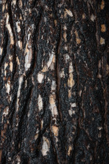 Pine bark after fire.
