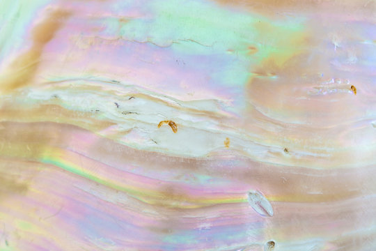 Mother of pearl sea  shell close up background
