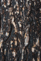 Pine bark after fire.