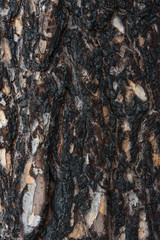 Pine bark after fire.