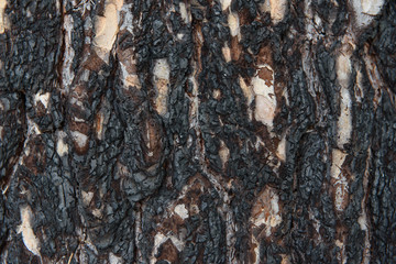 Pine bark after fire.