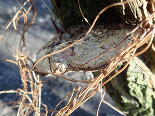 detail of a polyporus on a tree trunk
