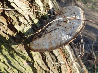detail of a polyporus on a tree trunk
