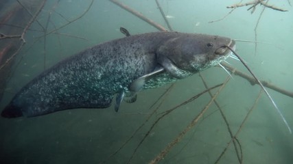 Adventurous take of European catfish in nature habitat. Big fisch on dead wood branch near offshore in green tones in background.