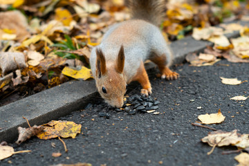 Fluffy gray-red squirrel collects seeds in the park. Squirrel close-up among the foliage.