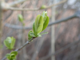 green branch of a tree in the spring