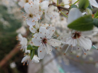 white blossoming tree branch in the spring