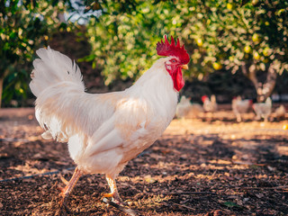 White cock walking around the farm