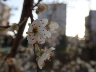 white blossoming tree branch in the spring
