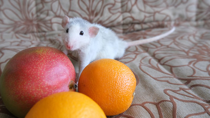 rat at home washing, healthy food, mango and oranges