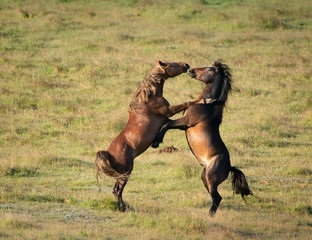 Two playful Kaimanawa wild horses fighting on the green hills of mountain ranges