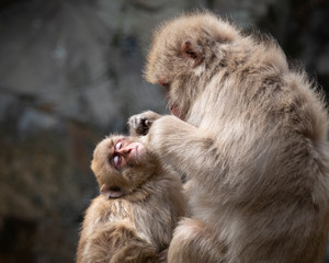 Mother snow monkey grooming baby money in the snow monkey park Nagano