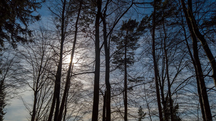 Fototapeta premium Winterwald