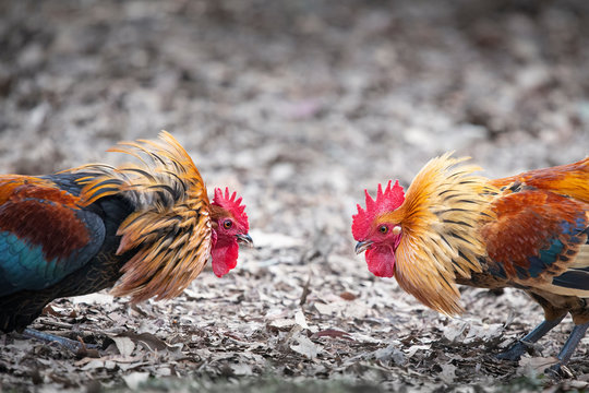 Two angry wild roosters fighting with neck feathers up