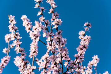 In spring, against a blue sky. A view of the city park in full bloom