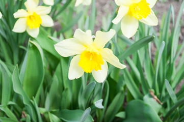 yellow flowers on a green meadow. Daffodil flower. Spring mood.