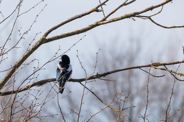 Elster im Frühling
