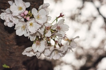 Japanese cherry blossoms close up
