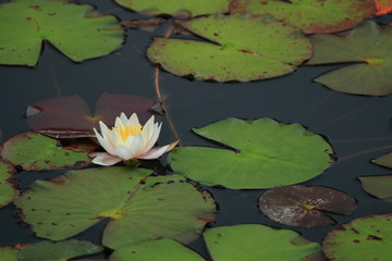 神戸市立森林植物園