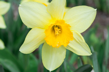Daffodil flower. Spring yellow flowers. Spring mood.