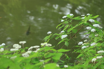 Obraz na płótnie Canvas 神戸市立森林植物園 