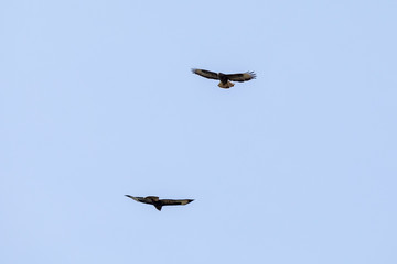 Bussard im Flug