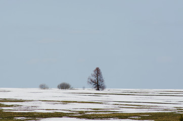snow melting in the field in spring © TheRealLandscape
