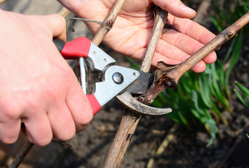 Pruning grapes, leaving the renewal spur and cutting off unselected cane and dead wood with bypass...