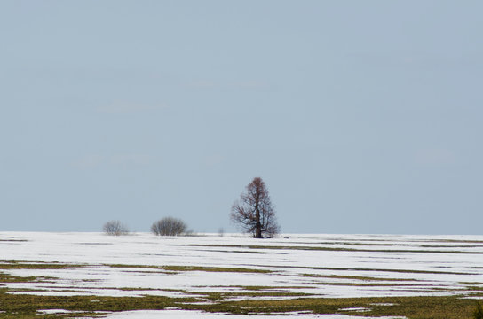 snow melting in the field in spring