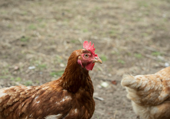 Freilandhühner Bio Natur Artgerecht Tierfreundlich Huhn chicken porträt gesicht face auge eye...
