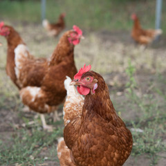 Freilandhühner Bio Natur Artgerecht Tierfreundlich Huhn chicken porträt gesicht face auge eye...