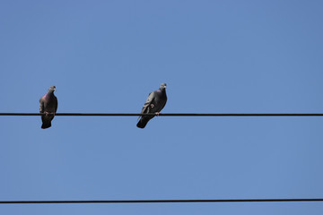 Pigeons sitting on the electric wire on a blue background. 