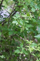 Fototapeta na wymiar 木から下がるボタンヅルの蕾／Clematis apiifolia 