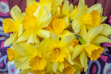 Obraz premium Mothers Day. A bouquet of daffodils in the hand of a child. Spring flowers. The first spring flowers.