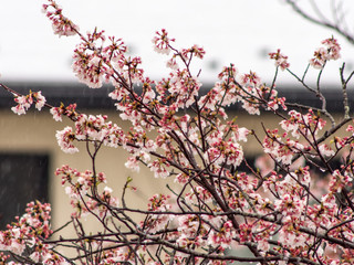 桜の季節の積雪