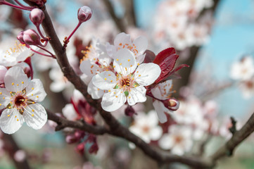Plum blossom. A tree in flowers. Nature wakes up. Spring.