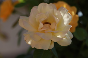 Fototapeta premium yellow tea rose in the garden bloomed, beautiful summer season to use as a background