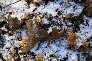 dry oak leafs under snow