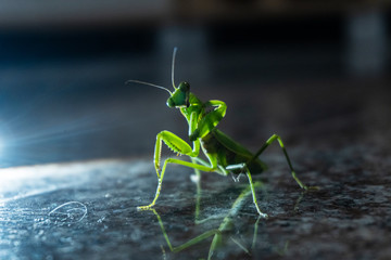 Praying Mantis On The Floor