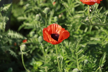 use orange poppies in the garden as a background