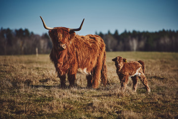 Highland beef Cow and Calf on Sunset