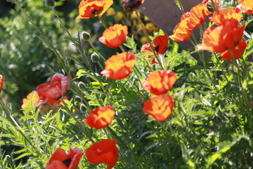 use orange poppies in the garden as a background