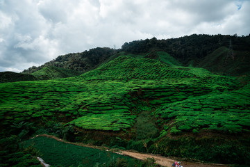 tea fields in malaysia