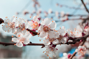 tree blossom