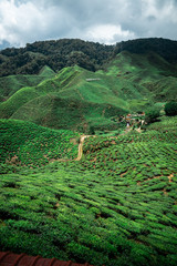 tea fields in malaysia