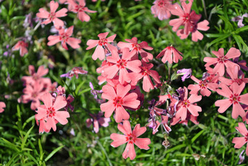 Pink small carnation flowers and new green leaves horizontal organic background texture